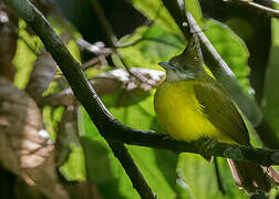 White-throated Bulbul