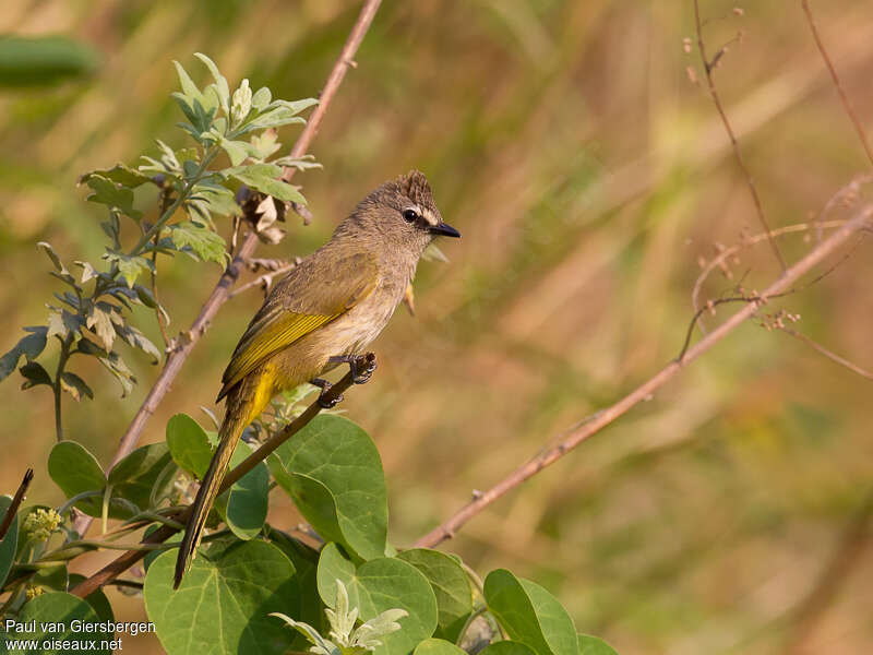 Flavescent Bulbuladult, identification