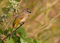 Bulbul flavescent