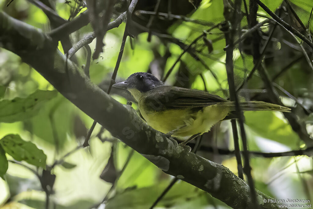 Bulbul fourmilieradulte