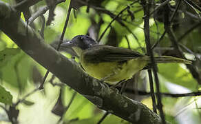 Grey-headed Bristlebill