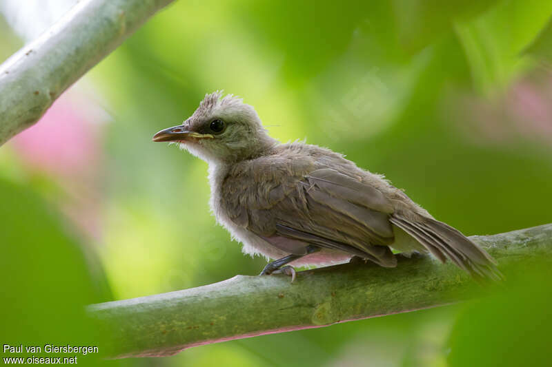 Bulbul goiavierjuvénile