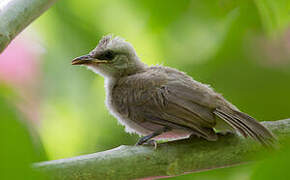 Yellow-vented Bulbul