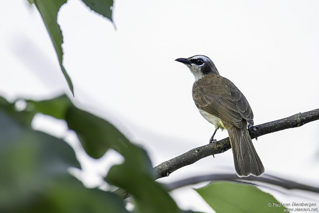 Yellow-vented Bulbuladult