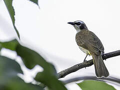 Yellow-vented Bulbul