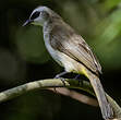 Bulbul goiavier