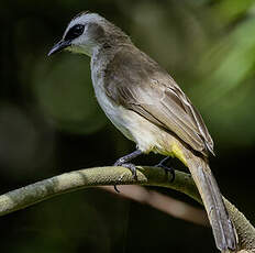 Bulbul goiavier