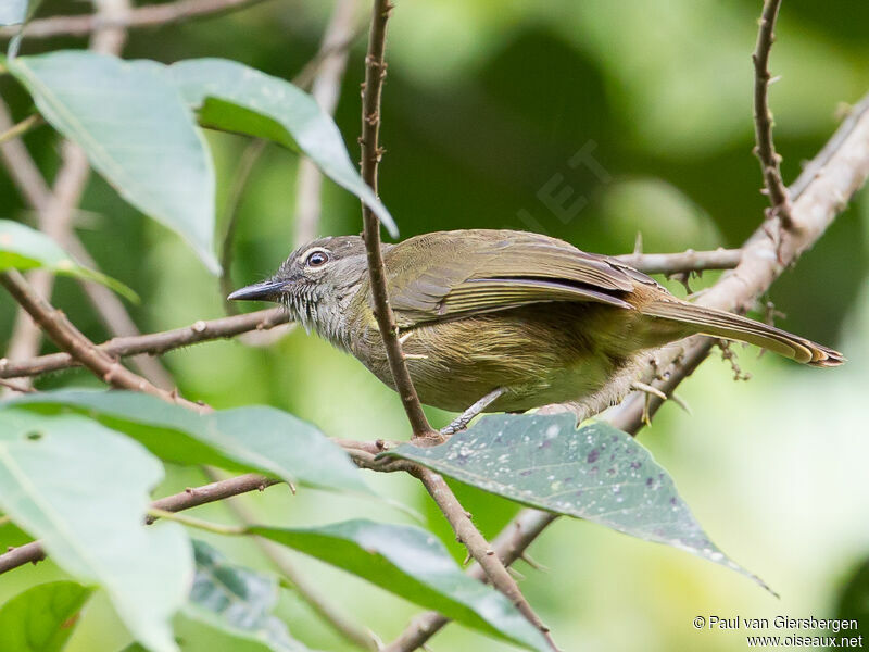 Bulbul gracileadulte