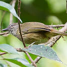 Bulbul gracile