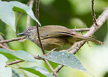 Bulbul gracile