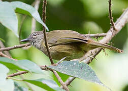 Little Grey Greenbul