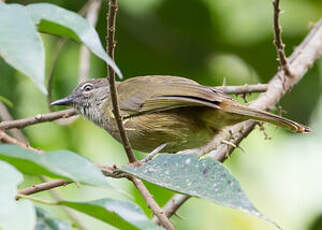 Bulbul gracile