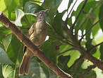 Bulbul gracile