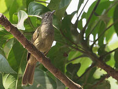 Little Grey Greenbul