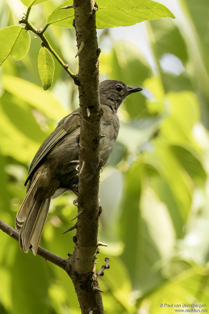 Bulbul gracileadulte