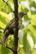 Bulbul gracile