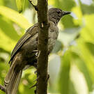 Bulbul gracile