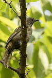 Bulbul gracile