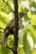 Bulbul gracile