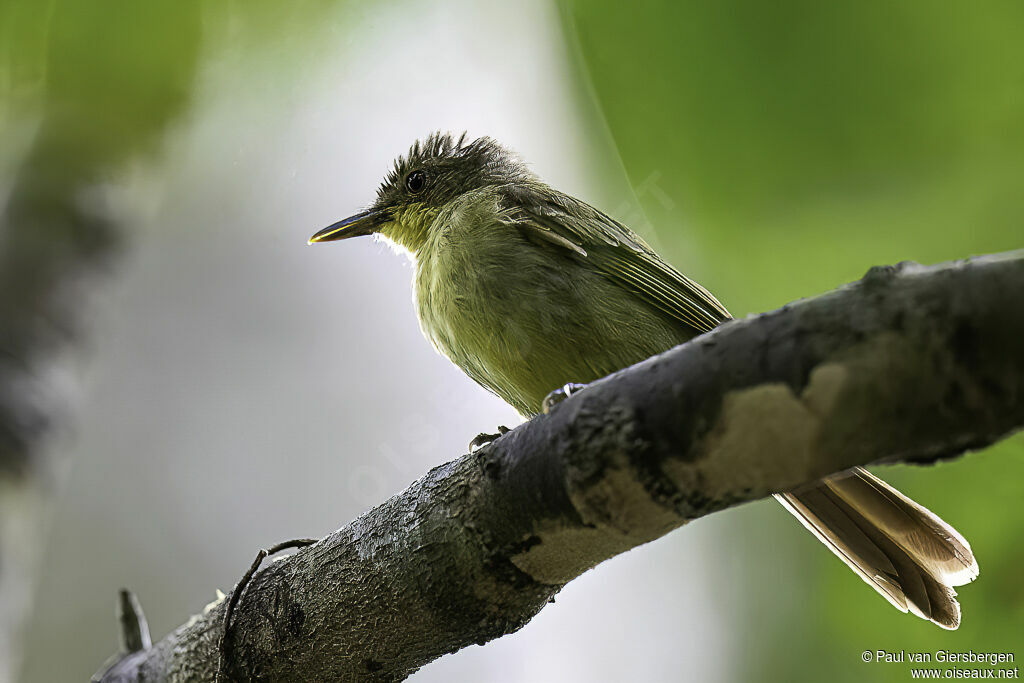 Bulbul ictérinadulte