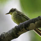 Bulbul ictérin