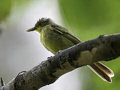 Icterine Greenbul