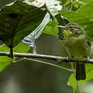 Bulbul ictérin