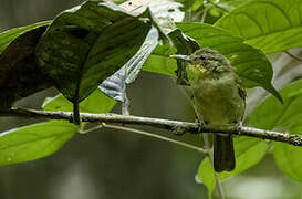 Bulbul ictérin