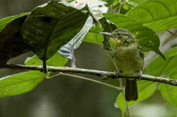 Bulbul ictérin