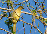 Bulbul importun