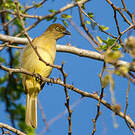 Bulbul importun