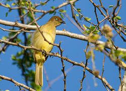 Sombre Greenbul