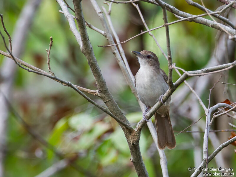 Terrestrial Brownbul