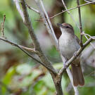 Bulbul jaboteur