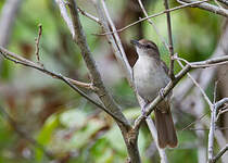 Bulbul jaboteur