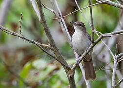 Terrestrial Brownbul