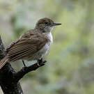 Bulbul jaboteur