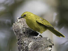 Joyful Greenbul