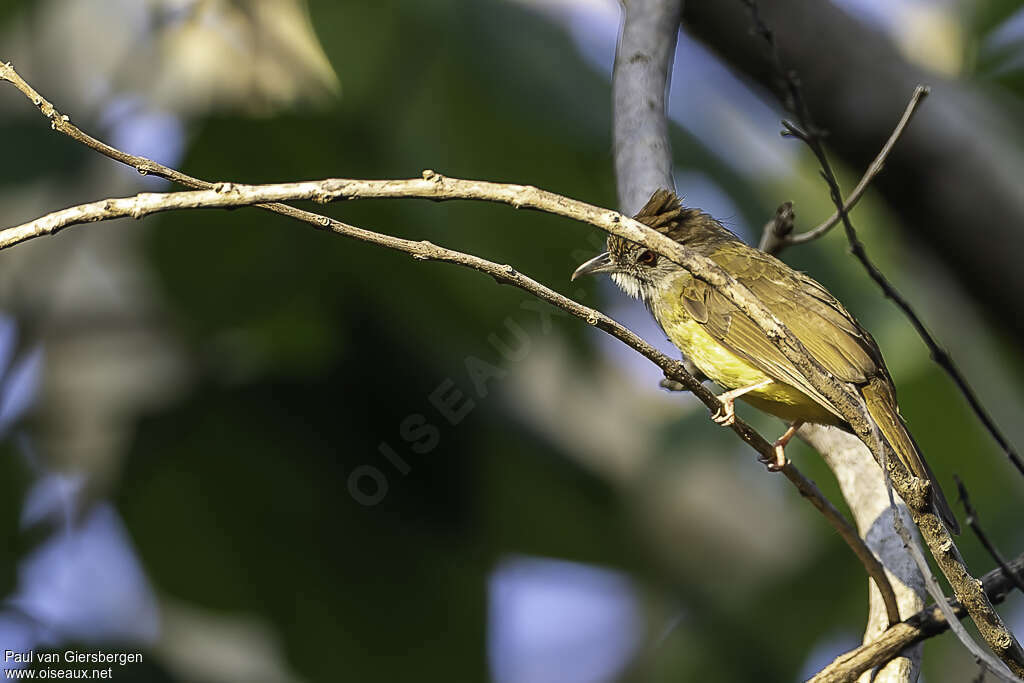 Bulbul jumeauadulte