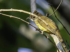 Palawan Bulbul