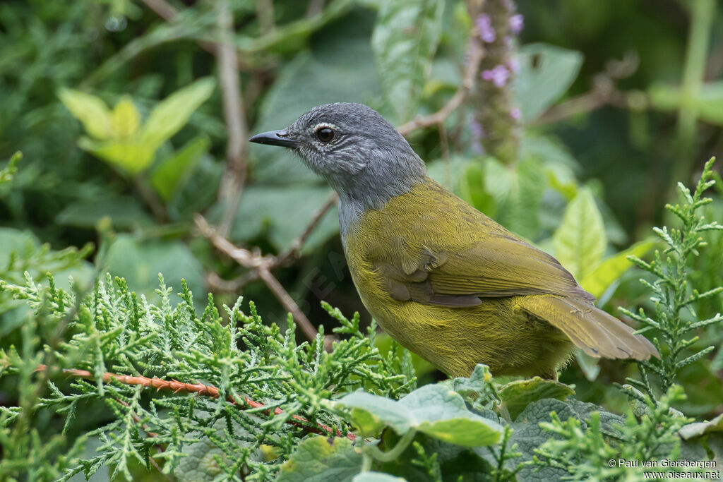 Bulbul kikuyuadulte