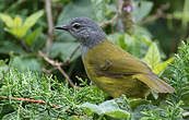 Bulbul kikuyu