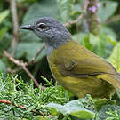 Bulbul kikuyu