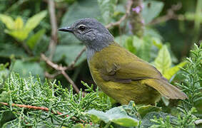 Olive-breasted Greenbul