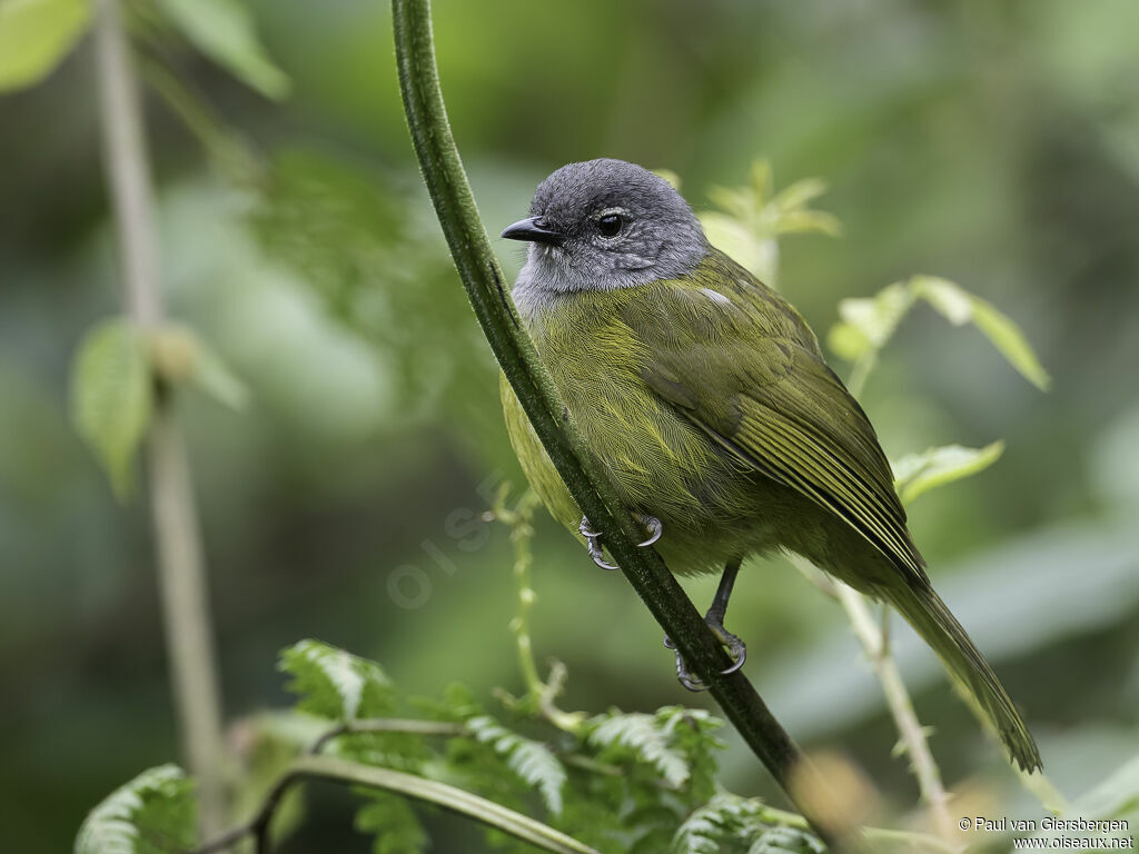 Olive-breasted Greenbuladult