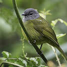 Bulbul kikuyu
