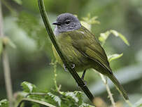 Bulbul kikuyu