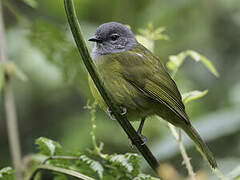 Olive-breasted Greenbul