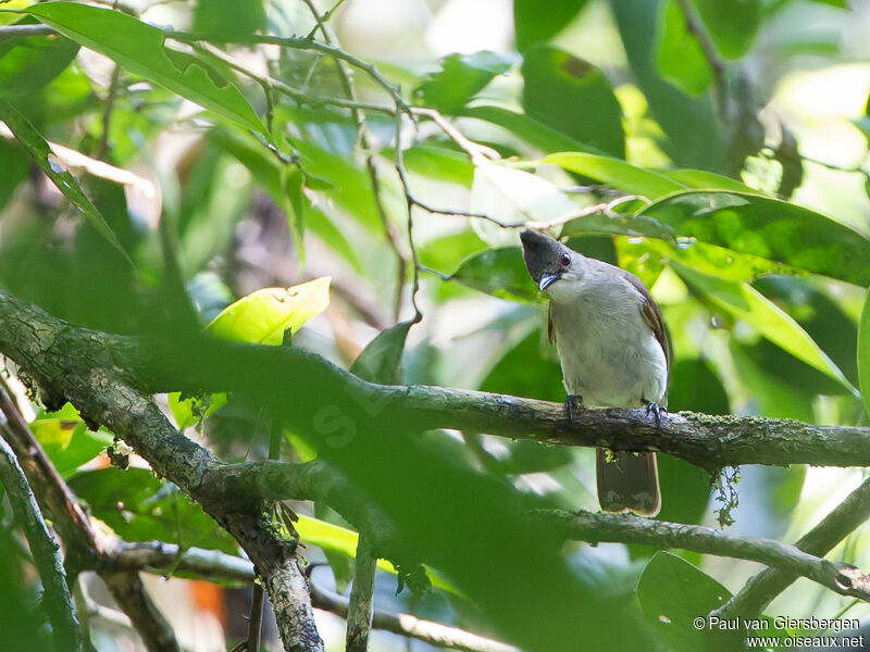 Puff-backed Bulbul