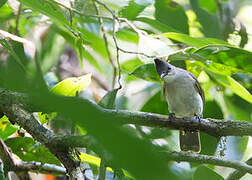 Puff-backed Bulbul